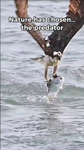 Epic Eagle vs Giant Fish | The Unstoppable Power of Nature!