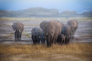 Botswana's Elephant Refugee Crisis