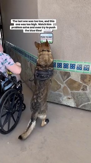 Another work-in-progress button press at the zoo! ⛧ #cardiacalertdog #servicedog #workingdog #wlgsd #germanshepherd #dogtraining #ambulatorywheelchairuser #mcas #eds #pots | Demon.Dog.Duo