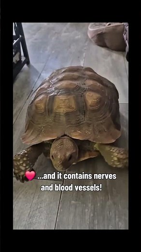 🐢 Did You Know a Tortoise Can Feel You Touch Its Shell? 🤯 | Zoo Fact Wednesday