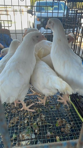 50 reactions · 8 comments | Happy Saturday! Here’s what’s happening at the swap today! Come by and see us, store is open until 1! | Atlas Feed Mill | Facebook