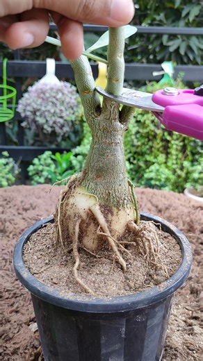 Adenium Repotting and Pruning💚 #adenium #repotting #pruning #method #garden #pl#succulents #love
