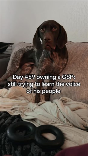 Owning a GSP: Day 459 Insights