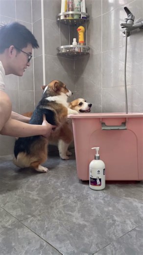 Bathing a Corgi: Tips and Cute Moments