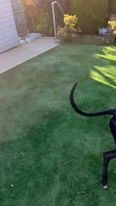 It’s that time of year… Toy Testing: Christmas Edition! Simon has returned for another round of very important toy testing. 🎄 The Christmas Caterpillar has officially passed inspection—so go grab yours today! https://www.kentgreyhoundrescue.com/product/christmas-caterpillars-and-octopus-toys/ #rescuedog #rescuedogsofinstagram #kentgreyhoundrescue #dogtoysofinstagram #dogtoys #dogstoyseverywhere #christmas #dogs #dog | Kent Greyhound Rescue