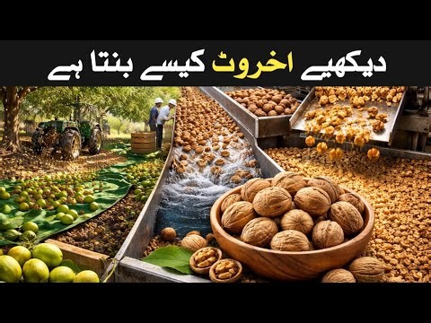 Akhrot Kaise Banta Hai | Walnut Factory Process