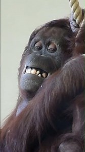 This Orangutan Can't Stop Smiling!#shorts#orangutans#funnyvideo#funnyanimals
