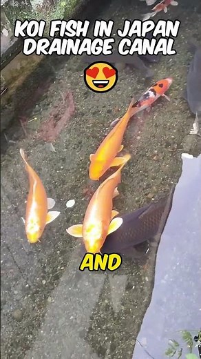Japanese Drainage Canals: Where Koi Fish Shine In All Their Beauty
