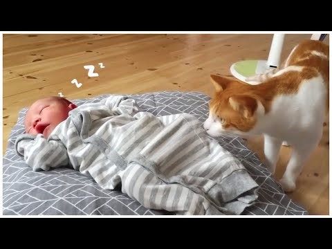 Cats Adorable Reactions Meeting Babies First Time ❤️