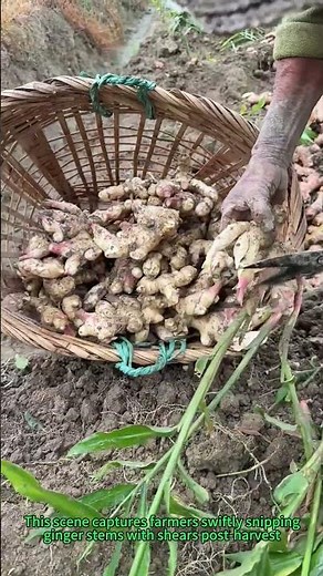 Smart Ginger Trimming | 3-Second Farm Hack to Save Weight