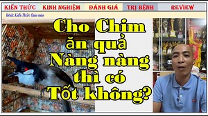 Chim Thi những giải lớn đều là chim già rừng phải không? #kienthucchaomao Xem nhiều video chăm chim chào mào hay tại Kênh: https://www.youtube.com/watch?v=14-HOxRP10M | Kiến Thức Chào Mào chính gốc