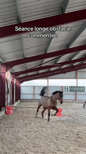 Petit Bobo trop mimi #cheval #equitation #cso #obstacle