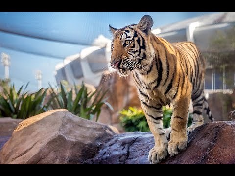 LSU Welcomes Mike VII