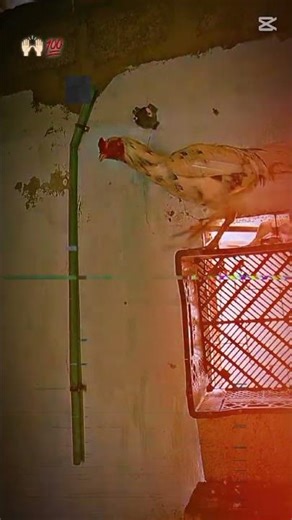 ❤️‍🩹murga king ❤️‍🩹