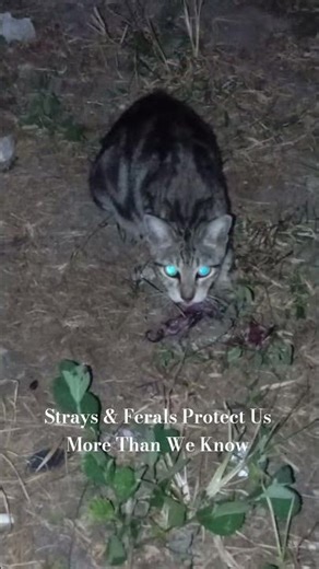 Strays & Ferals Protect Us More Than We Know | April 16, 2026