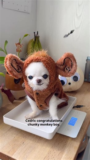 8.4K views · 3.9K reactions | Is there a pumpkin monster behind me? 﫣...