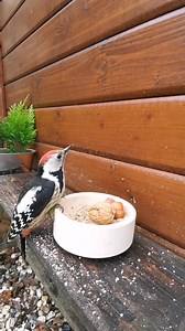 Seltener Gast ✨ #meise #specht #mittelspecht #birdwatching #winterseason | Gartenparadies123