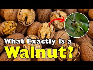 What Exactly Is a Walnut — Is It Actually a Nut?! [ID0921]