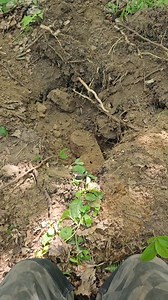 90K views · 573 reactions | I'M A MONSTER! I dug up a hidden box on the island of pirates. Opened it up and was surprised! | Gold Humster | Facebook