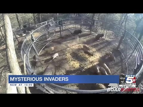 Pack of wild hogs vandalizing farms in rural Kansas