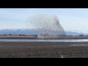Dunlin Flocking Defense