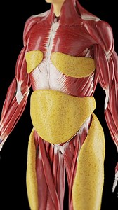 SciePro on Instagram: "🔍 Unraveling the Mysteries of Subcutaneous Fat: Focus on Belly Fat 🔍 Dive deep into the world of subcutaneous fat, particularly the type that accumulates around the belly. Learn about its roles, risks associated with excess belly fat, and effective ways to manage it. Our posts include tips on balancing diet, exercise, and lifestyle to maintain healthy fat levels. Whether you're into fitness, health, or simply looking to understand your body better, this series is for you
