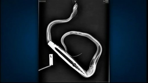 Python's Taste for BBQ Tongs Leaves It Hospitalized