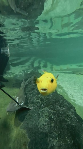 A beloved by all fish ~ Mango! 🐠 🥭 Mango is a Guineafowl Pufferfish with a rare mutation that has made her a 'mango' colour. She has an adorable waddle-like paddle and has a love for swimming alongside our Zebra Shark Snorkel legends! 🤿 If you haven't already, come on in and say hi to our adored Mango💛 #irukandji #CanChangeTheWorld #marinelife #goldenpeacock #pufferfish #portstephens | Irukandji Shark & Ray Encounters