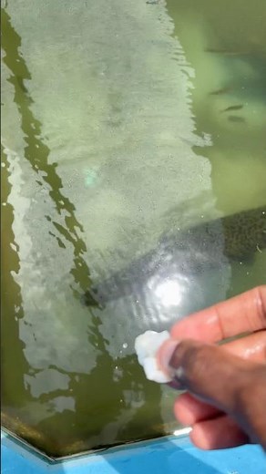 Alligator Gar Feeding 😲