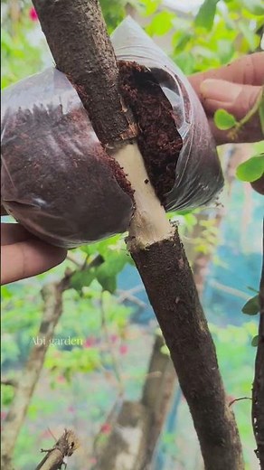 easy and simple air layering on jujube tree #nature #satisfying #gardening #shorts