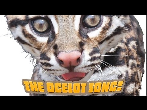 How Many Spots Has An Ocelot Got? An endangered species song your kids will love
