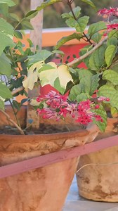 2.3K views · 33 reactions | Nurturing the Bleeding Heart: Potting Mix Tips & Care Guide  Join me as we dive into the world of Bleeding Heart plants! Learn the best potting mix for these delicate beauties and essential care tips for flourishing blooms.  #BleedingHeartPlant #PottingMixTips #PlantCareGuide #GardeningTips #PlantLovers #garden #gardening #gardeners #terracegardening | Ghosh Garden | Facebook