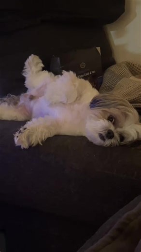 This is actually him doing something with his day. #shihtzusoftiktok #shihtzu #dogsoftiktok #shihtzulife #maltese