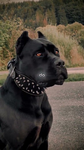 7 Secrets About the Cane Corso You Didn’t Know