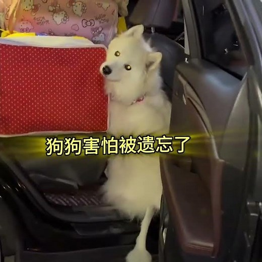 The dog is afraid of being abandoned by its owner#Entertainment#Entertainment Review Award