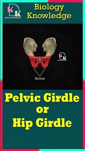 The Pelvic Girdle or Hip Girdle | Hip Bone Anatomy Easy Explanation | Ilium, Ischium And Pubis