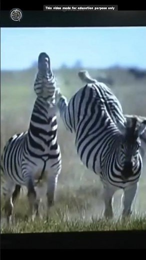Zebra: The Most Aggressive Animal You Never Knew! 🦓🔥