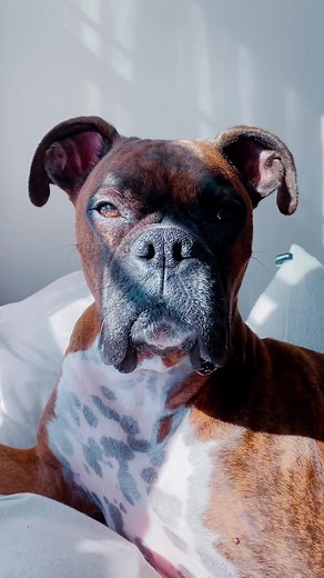 😂 #vitotheboxer #boxer #dog #siri #siristorytime #siristory #lol #siridogvoiceover #GimmeSomeTruth #xyzbca #funnydogvideos @moosethelegendofficial