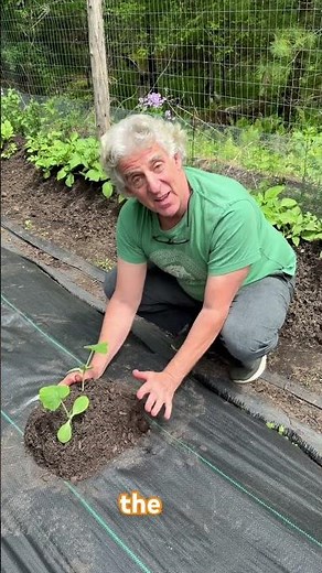 Two important tips when planting your summer butternut squash and a common mistake.