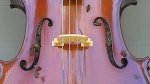 Bees have set up a hive inside this cello