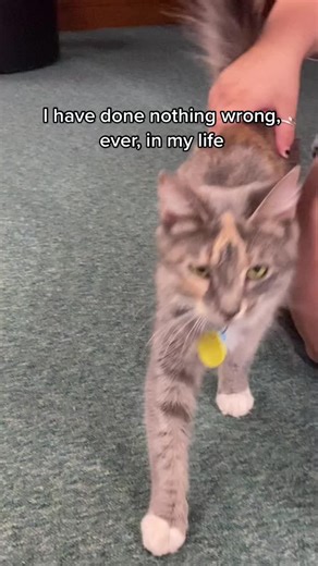 Meet Minerva! She’s one of our two library cats.