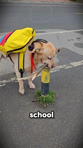 This Dog Shocked Everyone! 😱🔥