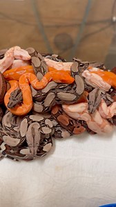 A pile of beautiful boa babies 💕🐍 14 days old and all out of first shed 🙌 Time for them to get their own little home and start feeding 🐁. Our website 👉https://.imperatormorphs.com/ 🐍❤️ | Imperatormorphs