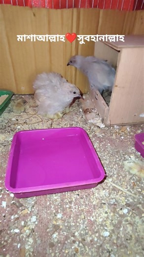 কিং কোয়েলের বাসায় নতুন অতিথি! New born King quail baby with parents #kingquail #buttonquail