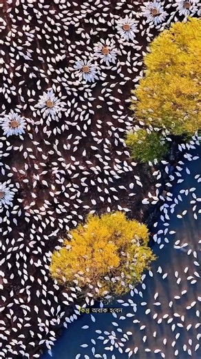 ? Is This a Black Wave… or MILLIONS of Ducks? 😱🦆🌊 #trending #facts