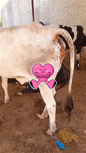 🥹🥹🥹🥹🥹 | all animal matting