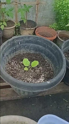 Pupuk Organik dari Kulit Telur