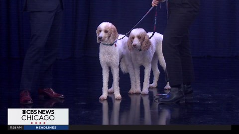 Pet Rescue Spotlight: Lifesaver and Laffy Taffy from Border Tails Rescue