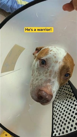 it was heartbreaking to hear him crying during vet time #shorts