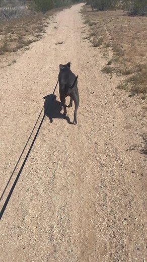 6 weeks post TPLO surgery. It’s been a long recovery, but she made it to the other side! #vet #tplosurgery #pitbullsoftiktok #fyp #foryoupage